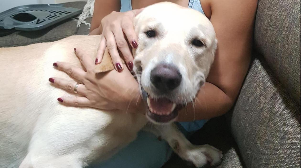 'Bruno', perrito extraviado.