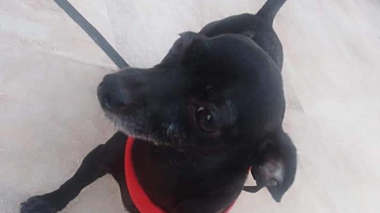 'Sacha', perrita extraviada.