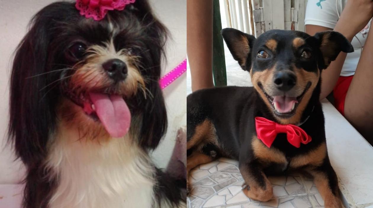 'Chiqui' y 'Junior', mascotas extraviadas.