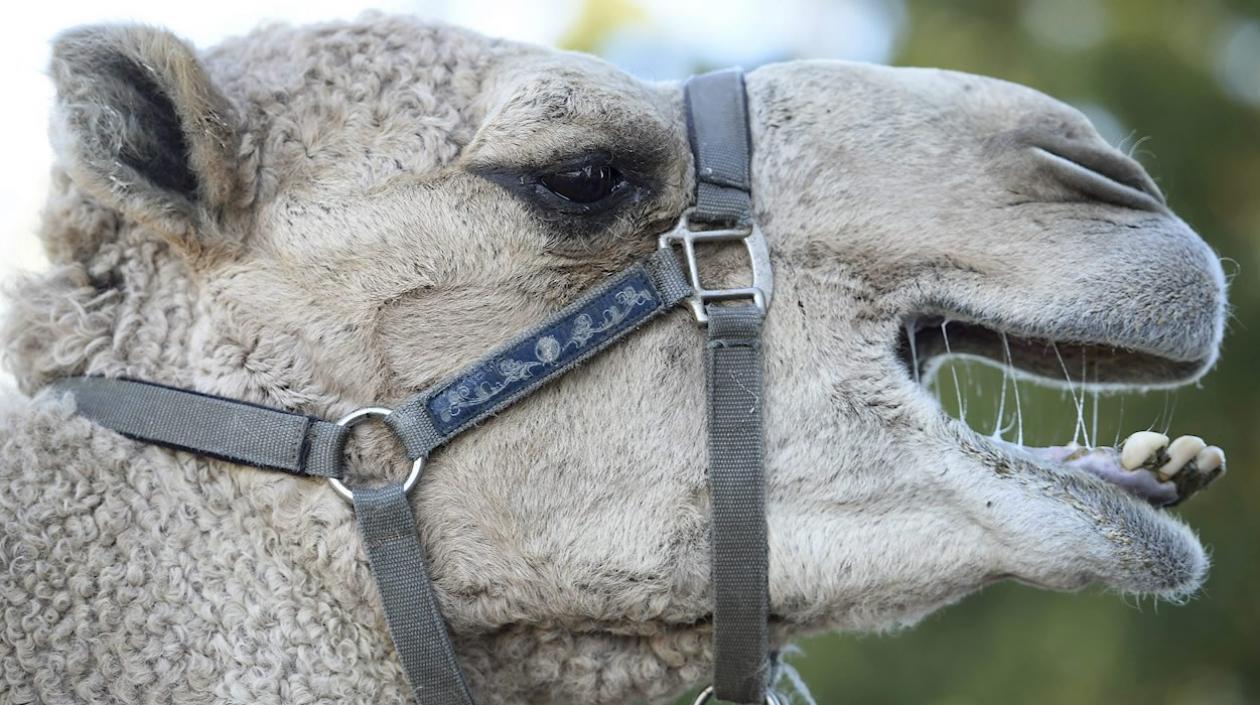 Imagen de un camello en Australia