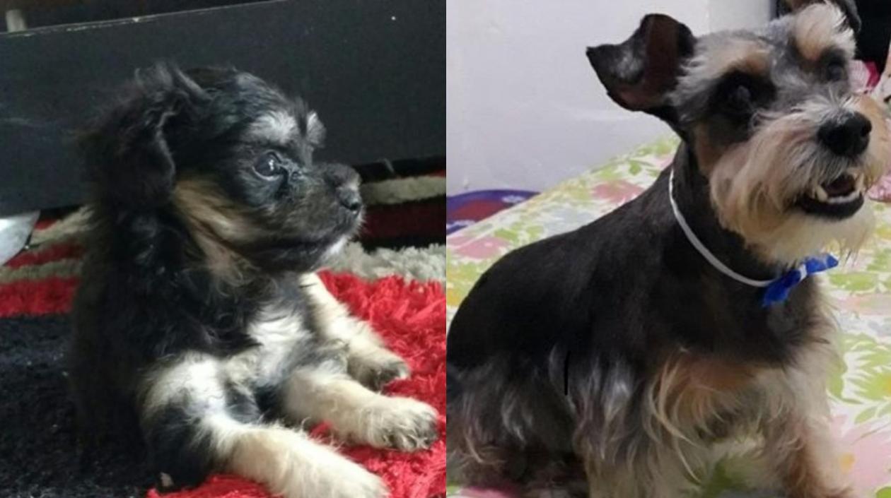 'Bili' y 'Maty', perritos extraviados.