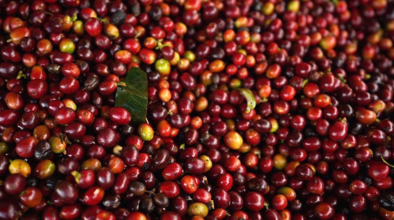 La Federación Nacional de Cafeteros reportó una excelente cosecha.