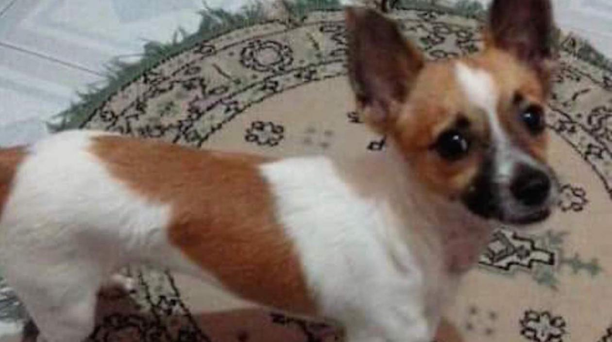 Este es 'Anyelo', el perro extraviado en La Sierrita.