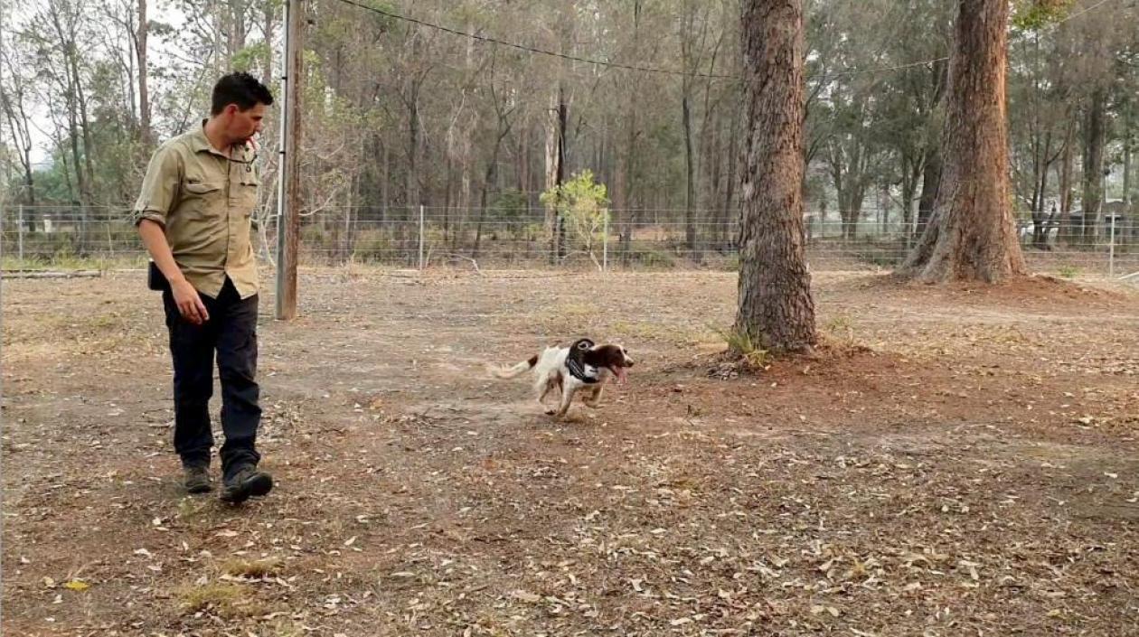 La perrita 'Taylor' y su entrenador Ryan Tate.