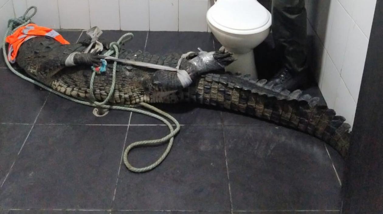 El caimán capturado.