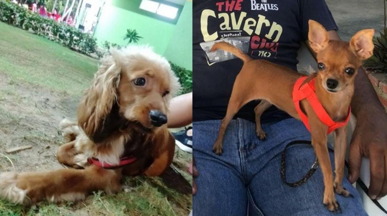 Perritos extraviados.