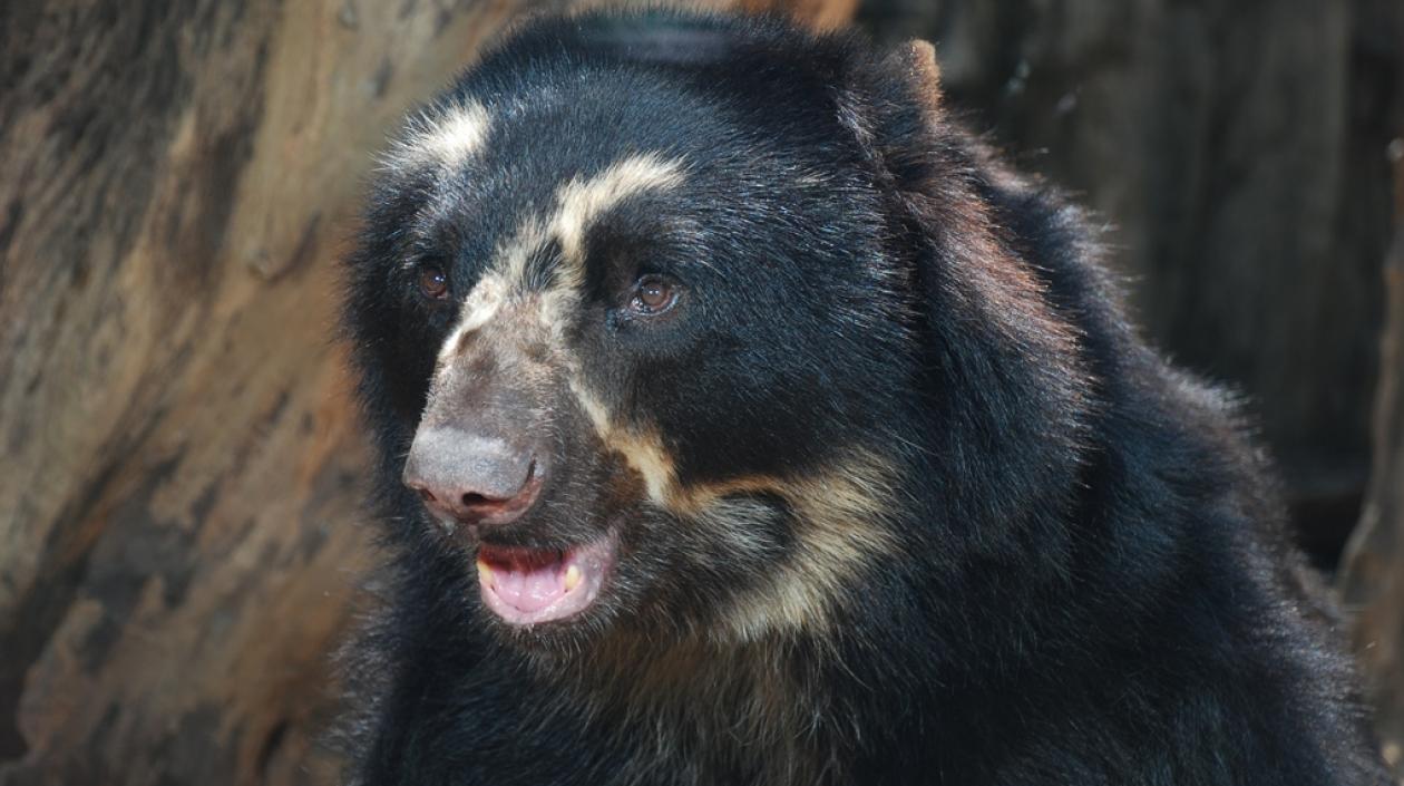 Oso de anteojos habitante del Zoo.