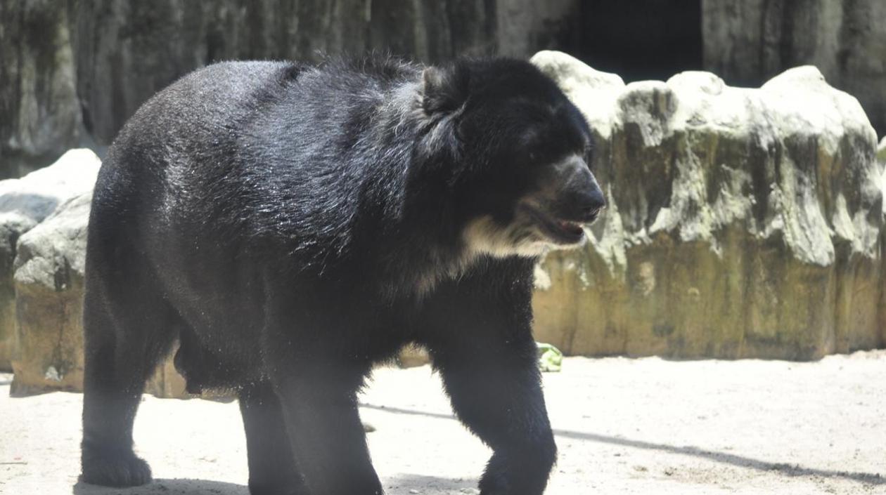 El oso Chucho se queda.