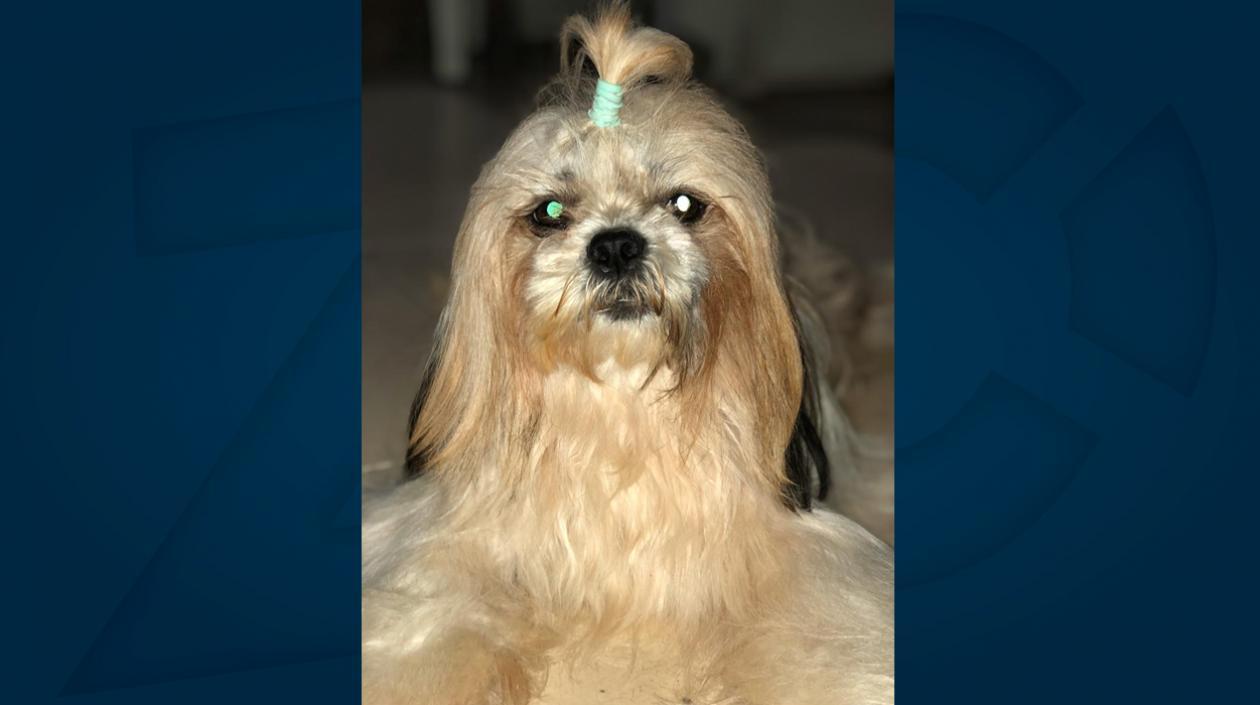 'Kylie', perrita extraviada.
