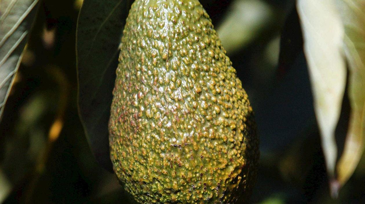 Aguacate hass.