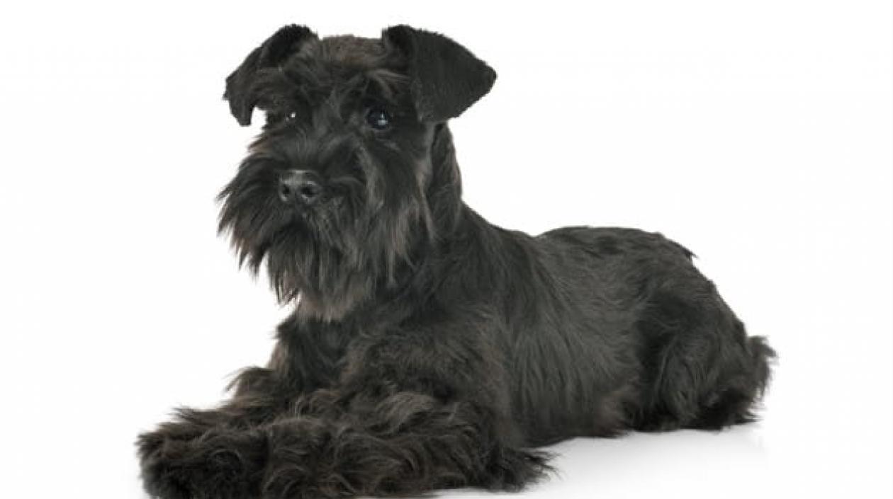 Mascota extraviada en Soledad.