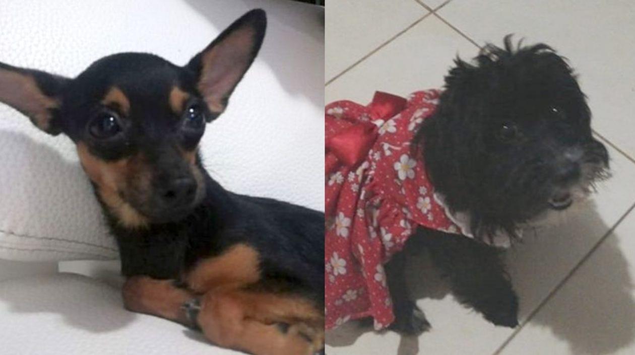 Lucas y Luna, extraviados en Los Robles, Soledad, y El Limón, Barranquilla.