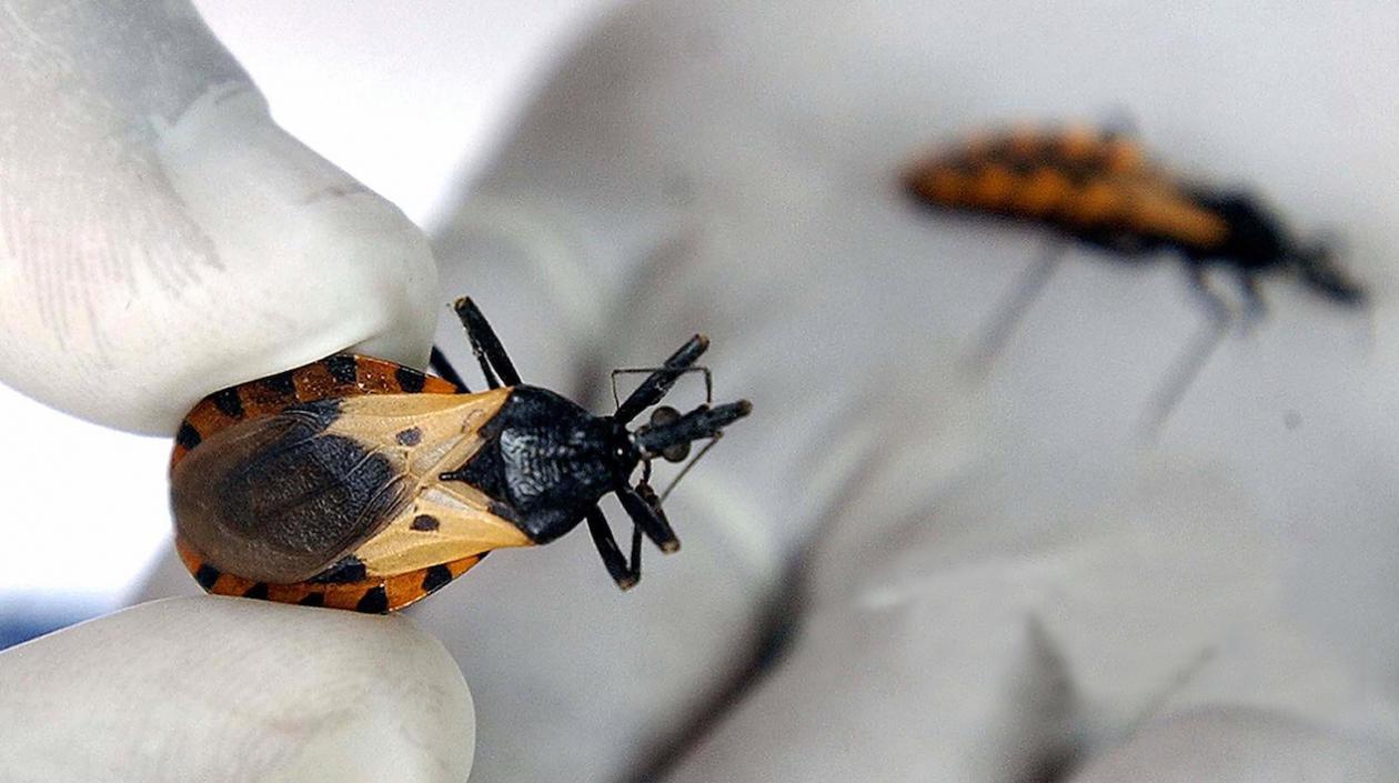 En el mundo hay entre 6 y 7 millones de personas con la enfemedad de Chagas.