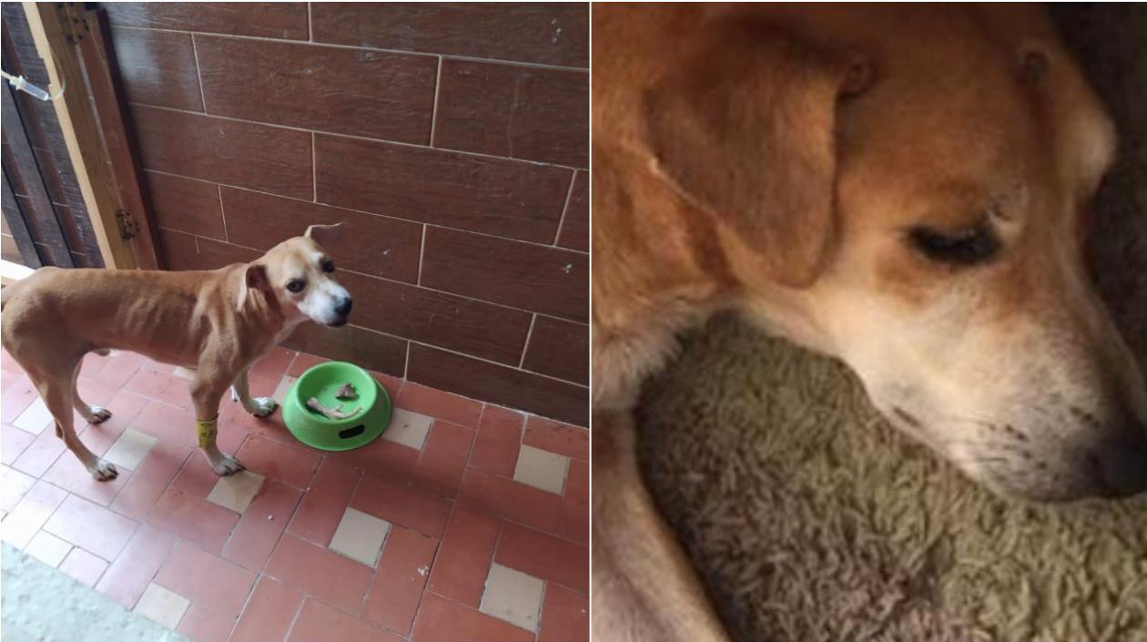 'Mono', la mascota enferma que necesitada de ayuda.