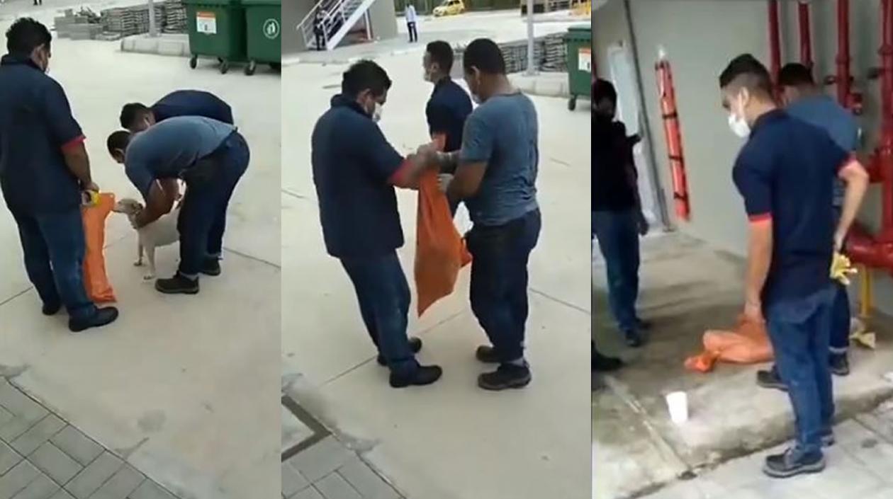 Maltrato a los perros en el Sena de Malambo.