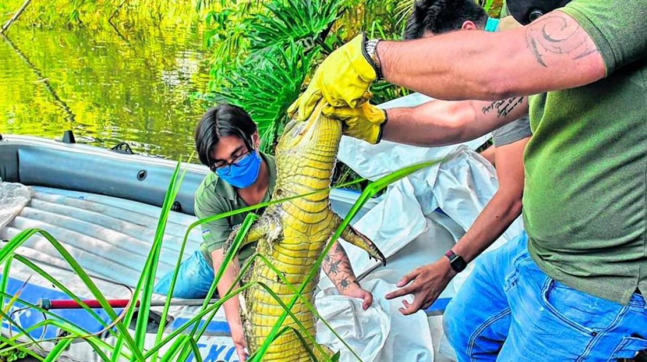 Babilla muerta por tragarse la bolsa plástica con el excremento. 