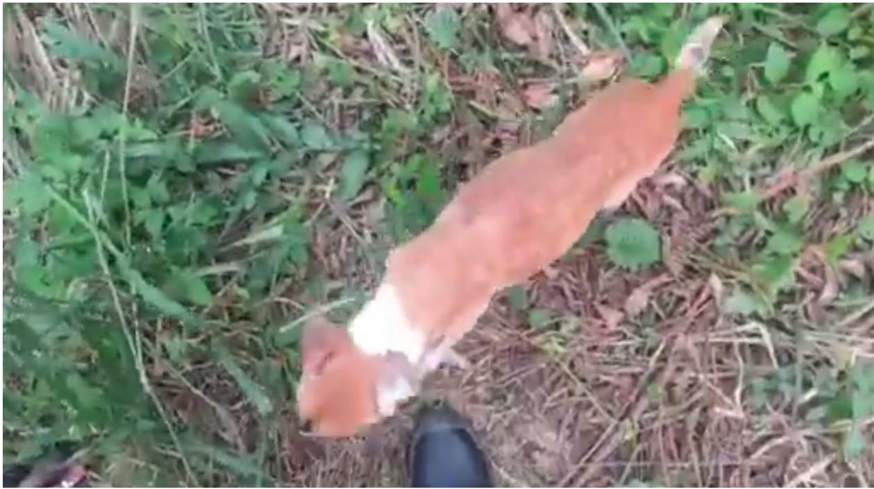 Uno de los perros sedados del Sena en Malambo.