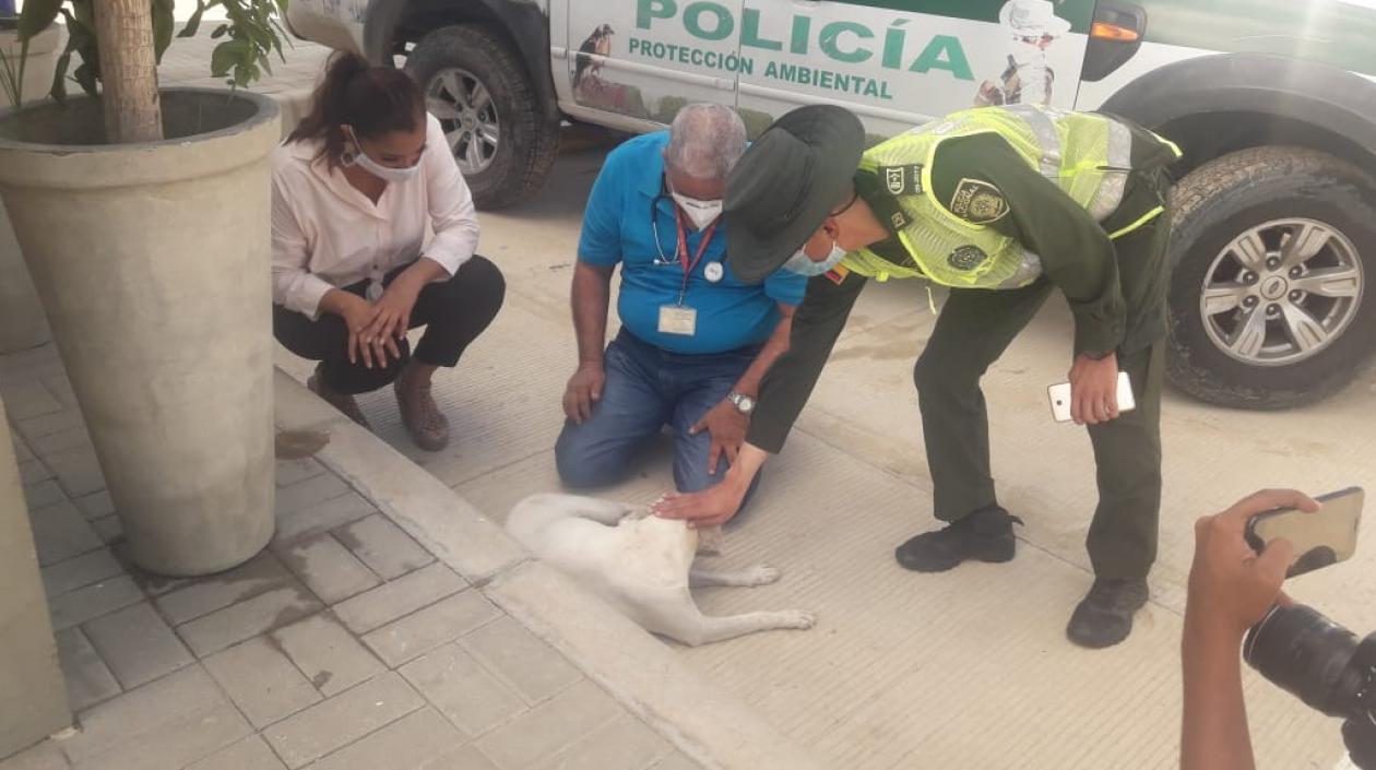 Uno de los perros que fue maltratado apareció con vida este viernes. 
