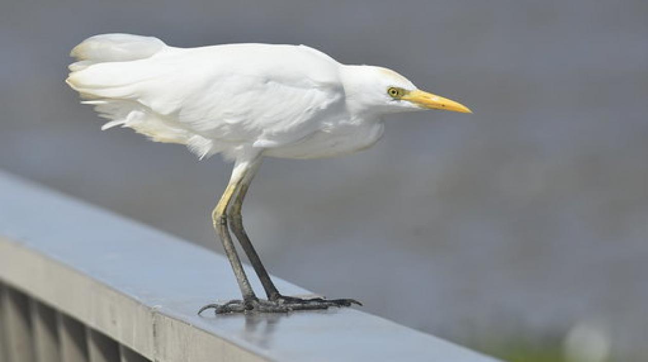 ‘October Big Day 2020’ en el Malecón