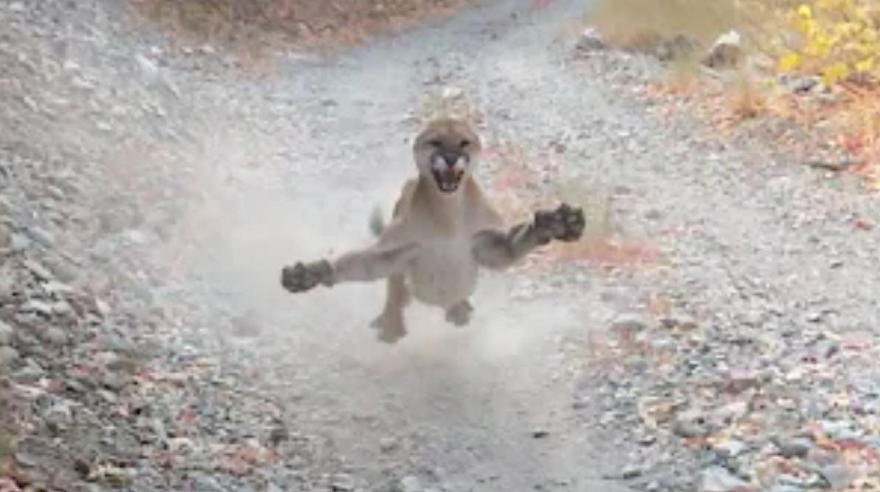 Momento del ataque de la puma. 