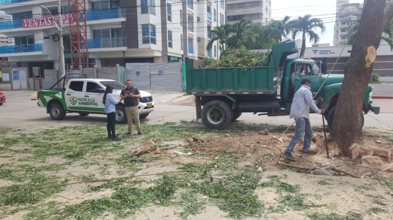 Tala de árboles en el norte de Barranquilla.