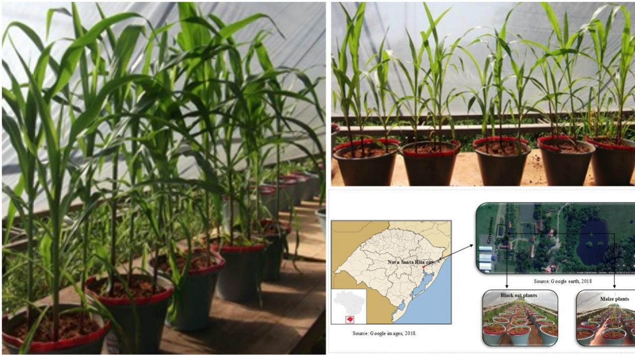 Esta investigación presenta una alternativa sostenible viable que puede remplazar a los fertilizantes solubles, señala la Unicosta.