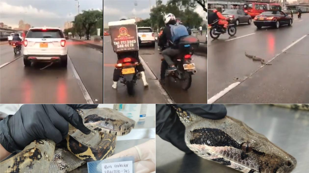 En las fotos la boa que viajó escondida en una camioneta desde Melgar a Bogotá.