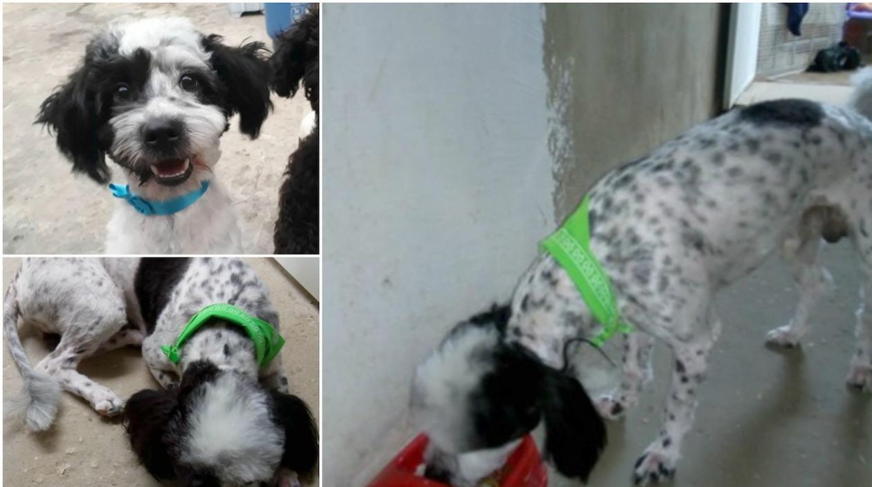 Zeus, mascota extraviada en La Alboraya.