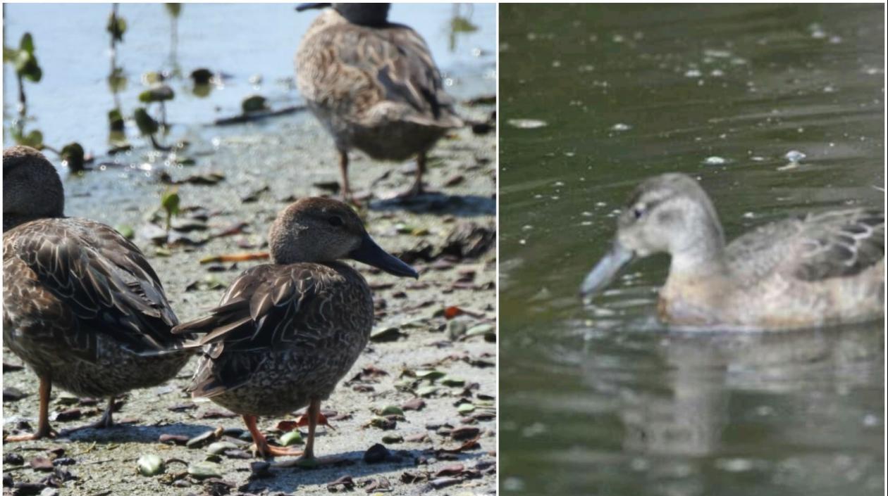 Esta ave también se conoce como pato canadiense.