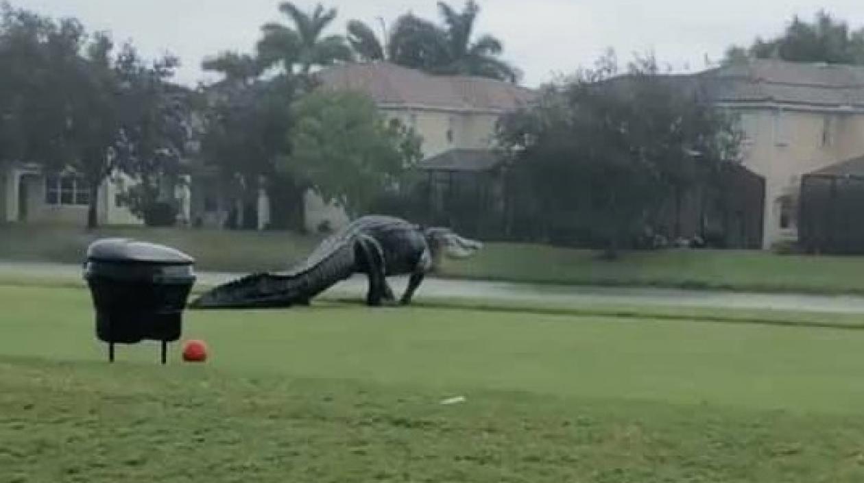 Cocodrilo en un campo de golf en Florida.