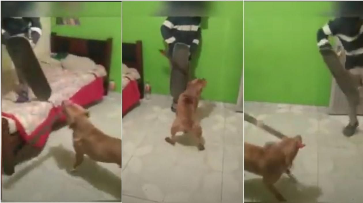 Momentos en que el perro utiliza el machete. 