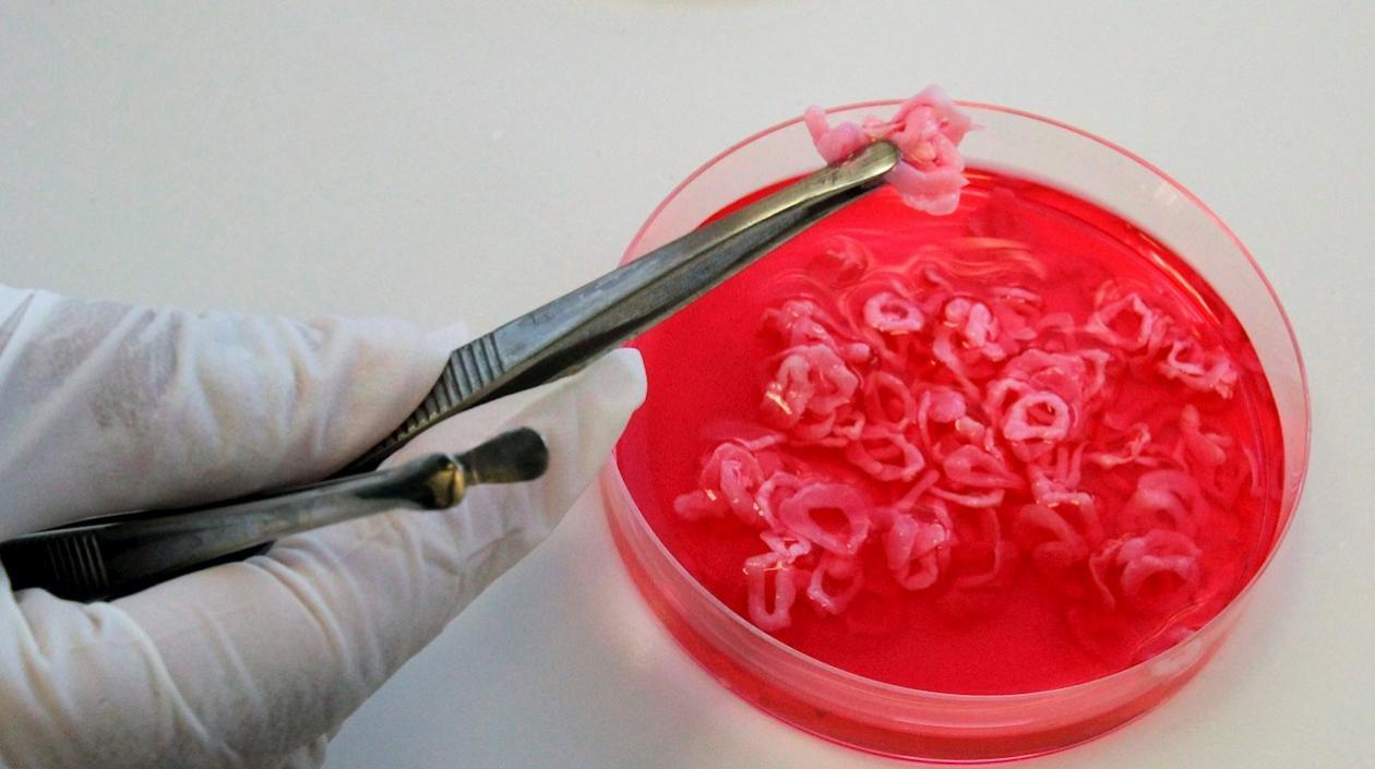 Pequeños anillos de carne siendo analizados.