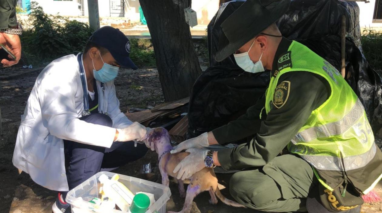 Momento en que es atendió el cachorro por la patrulla animal y la Policía Ambiental. 