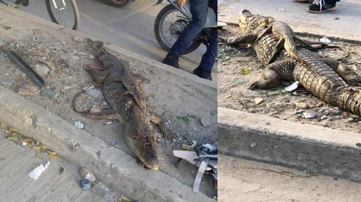 La babilla con su cría muertos. 