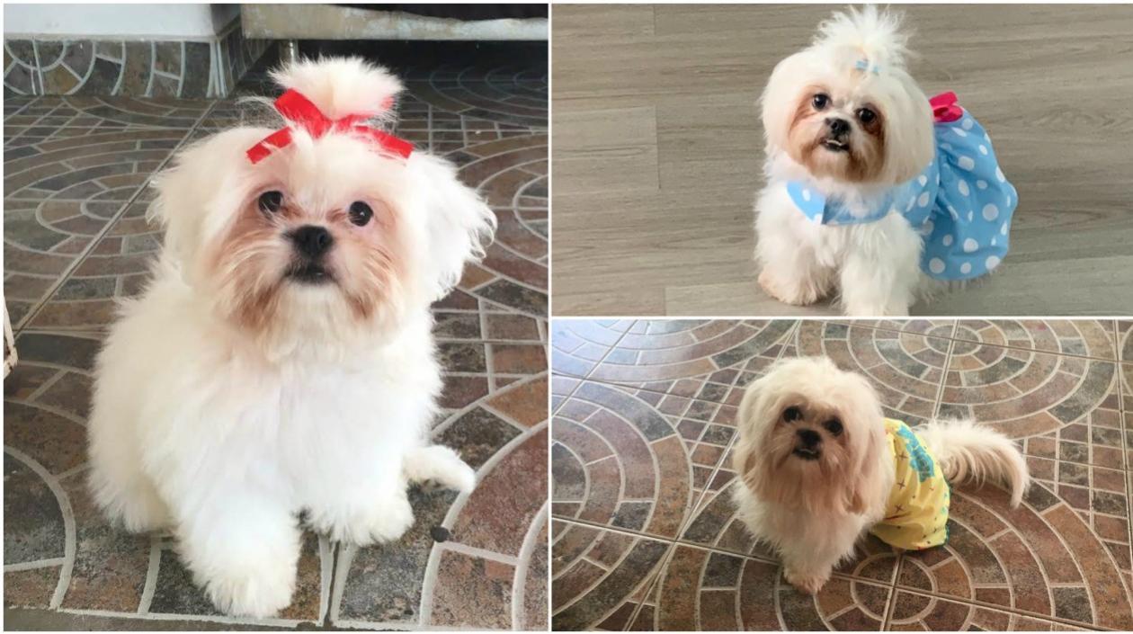 Mascota extraviada en el barrio Paraíso.