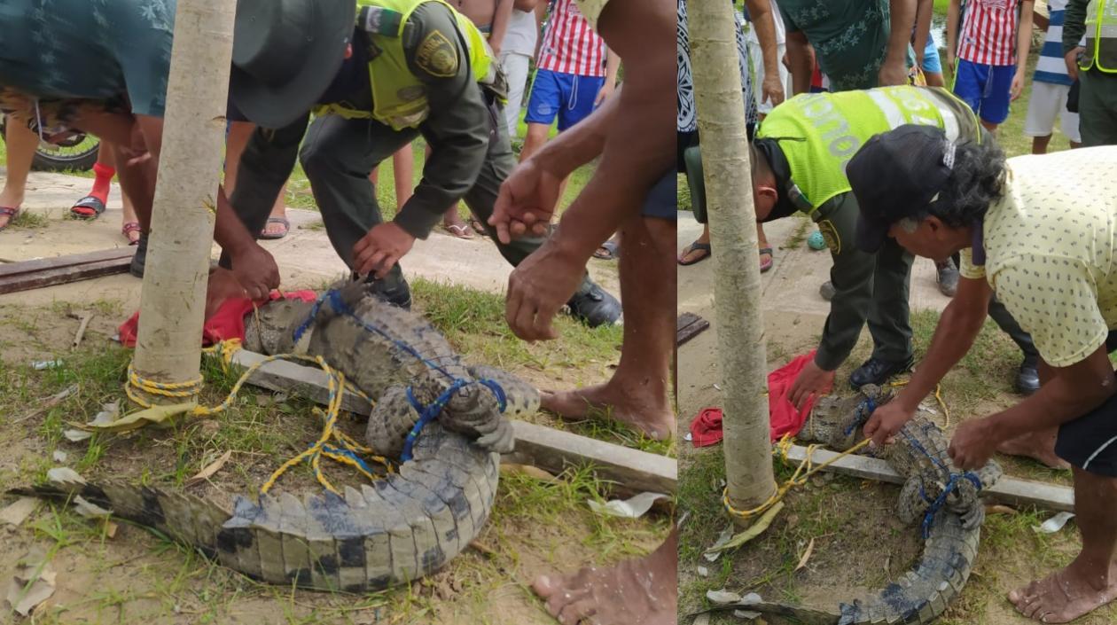 Momento en que fue sacado el caimán del barrio. 
