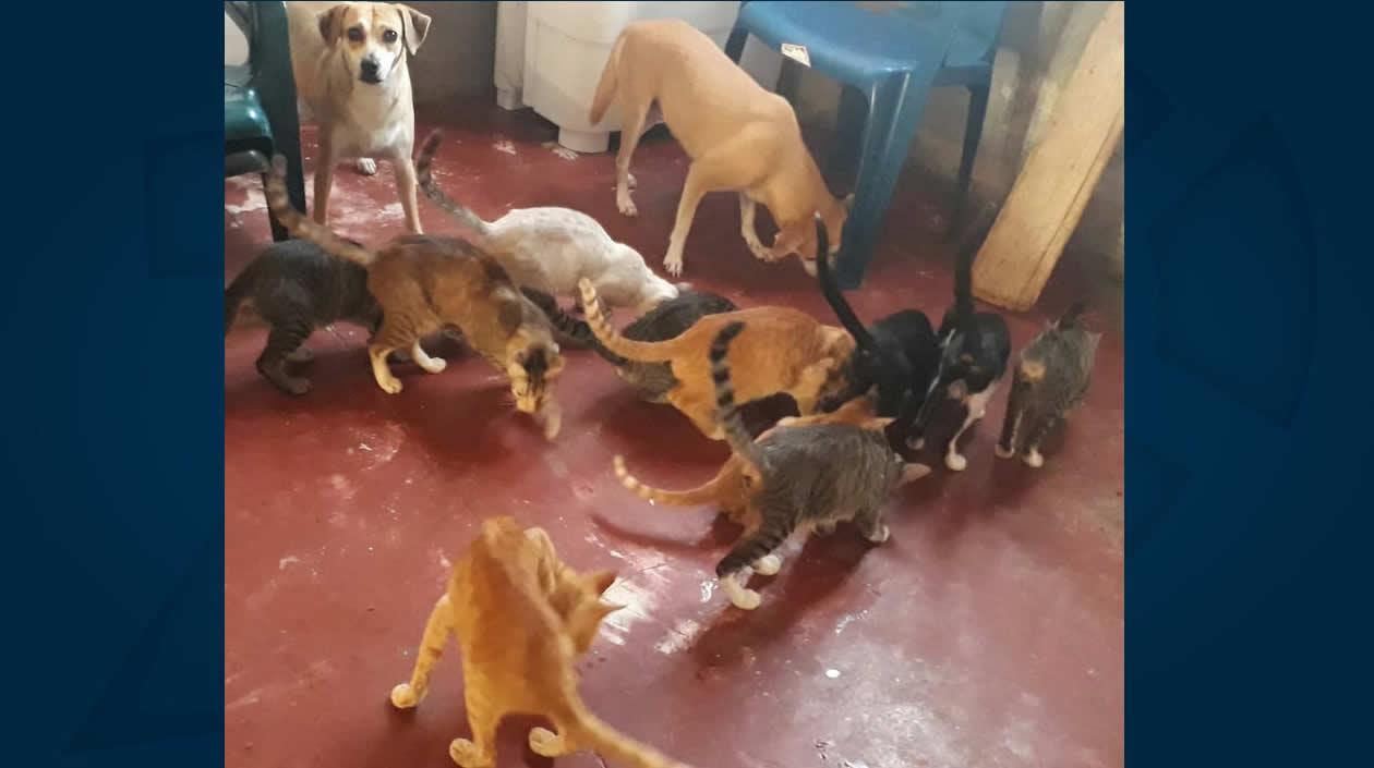 El grupo de animalitos.