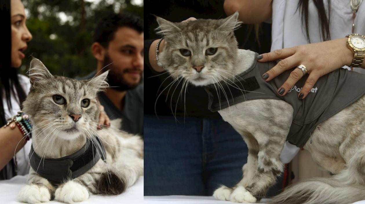 Vista de Romeo, un gato de raza Maine Coon, este viernes durante una rueda de prensa en Medellín.