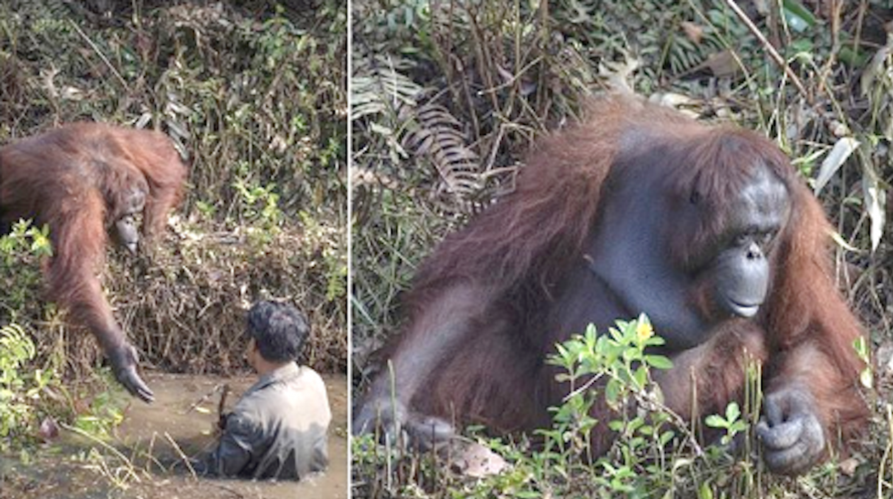 Orangutana le da su mano al cuidador