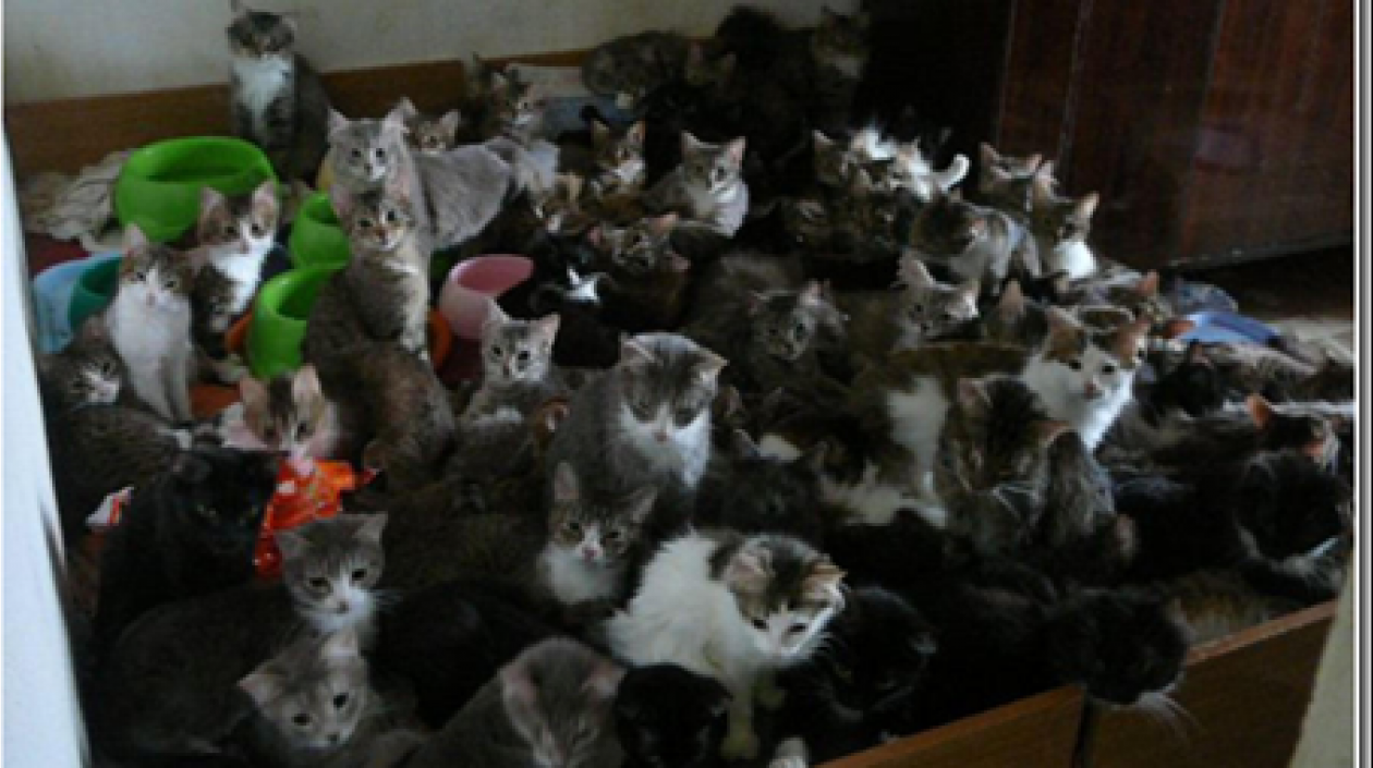  En la actualidad, los voluntarios han encontrado nuevo hogar para unos 50 gatos.