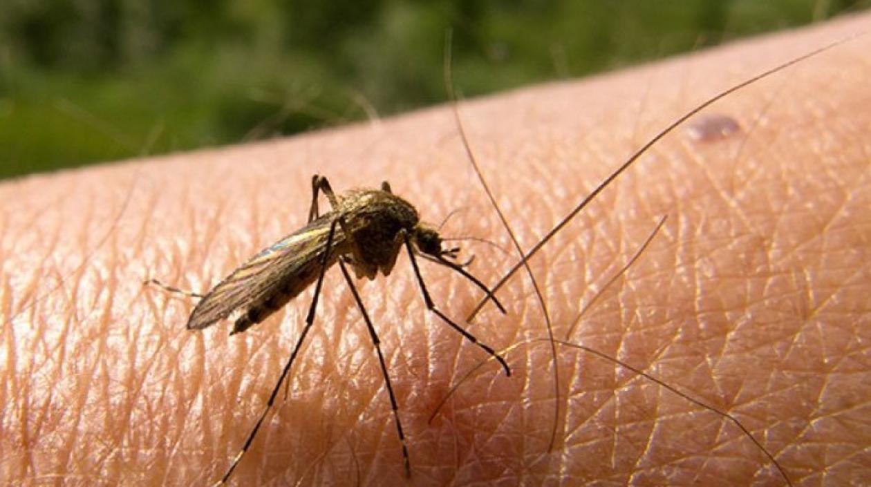 Durante el año se han notificado 37 muertes probables por dengue.