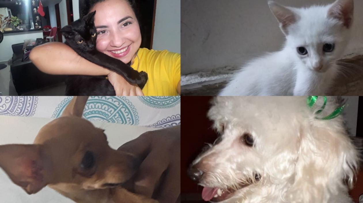 Mascotas extraviadas.