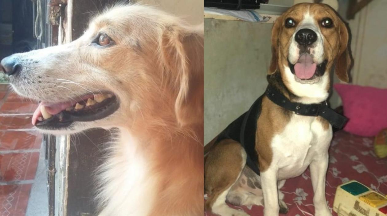 ‘Tonqui’ y ‘Buddy’, perritos extraviados.