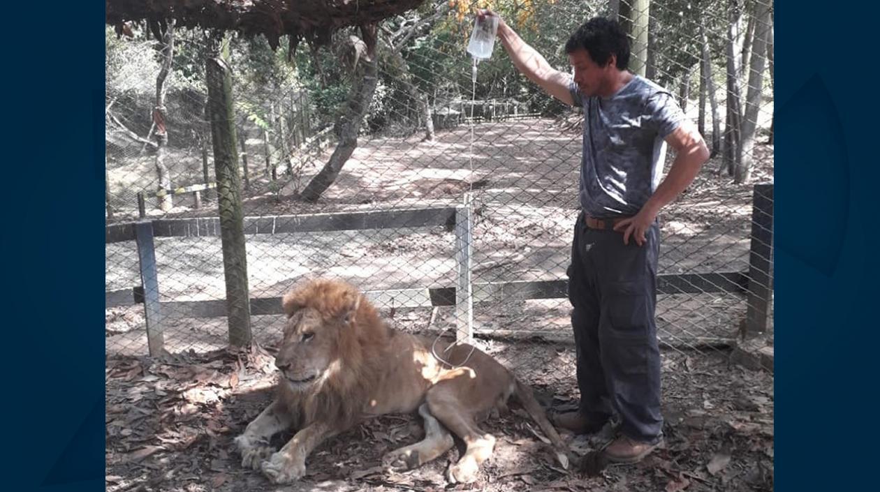 El león 'Júpiter' sometido a hidratación.