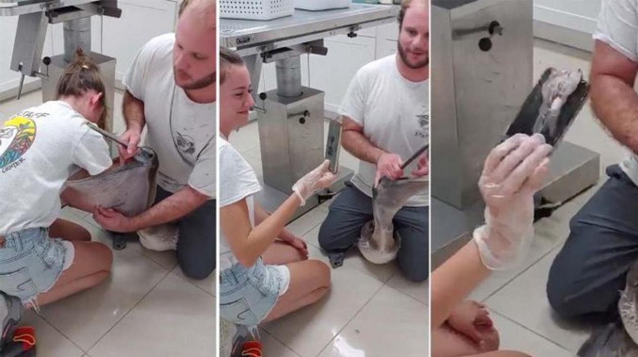 Imágenes de cómo sacan el celular del pelícano.