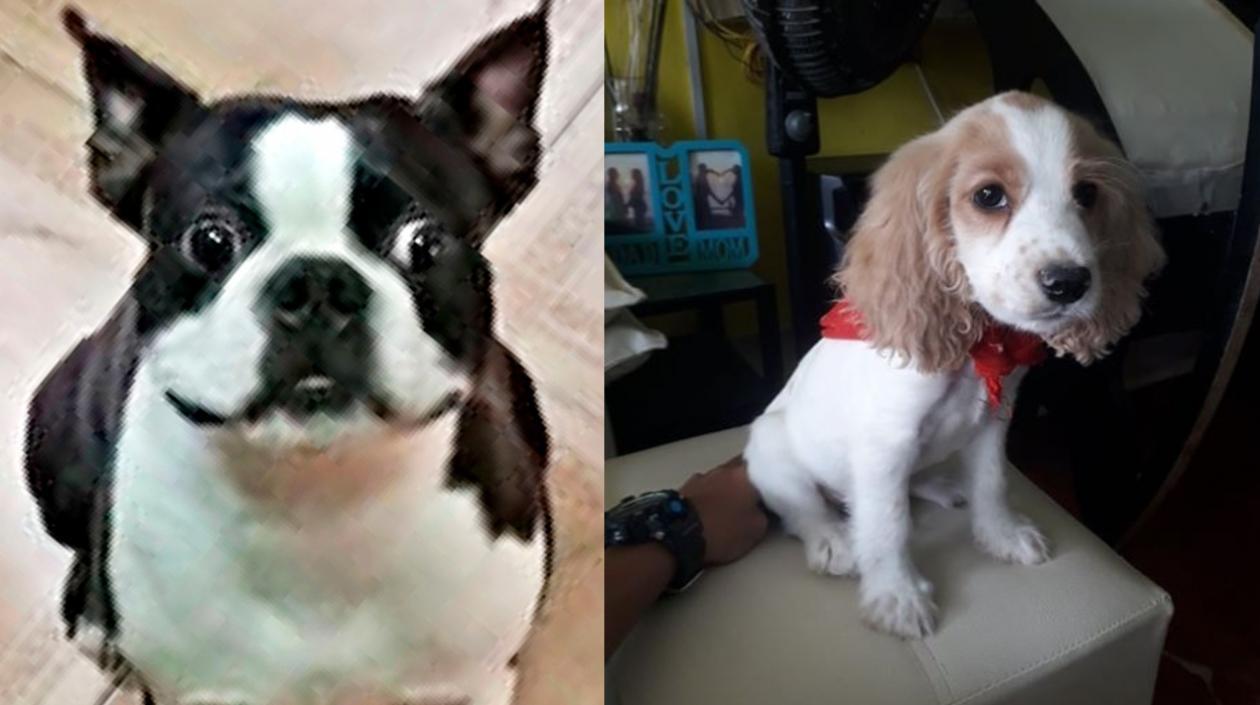 Perritos extraviados.