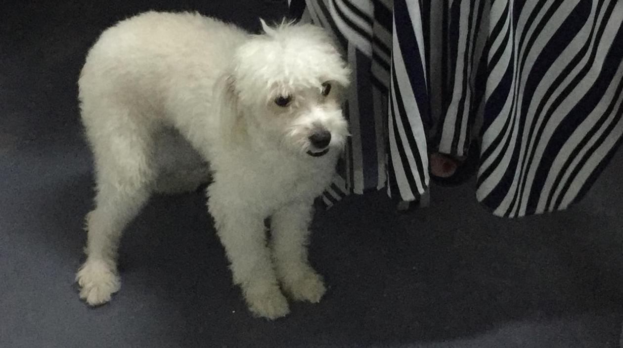  French poodle encontrado en el Centro Comercial Atlántico.