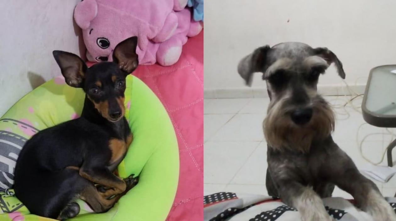 Mascotas extraviadas.