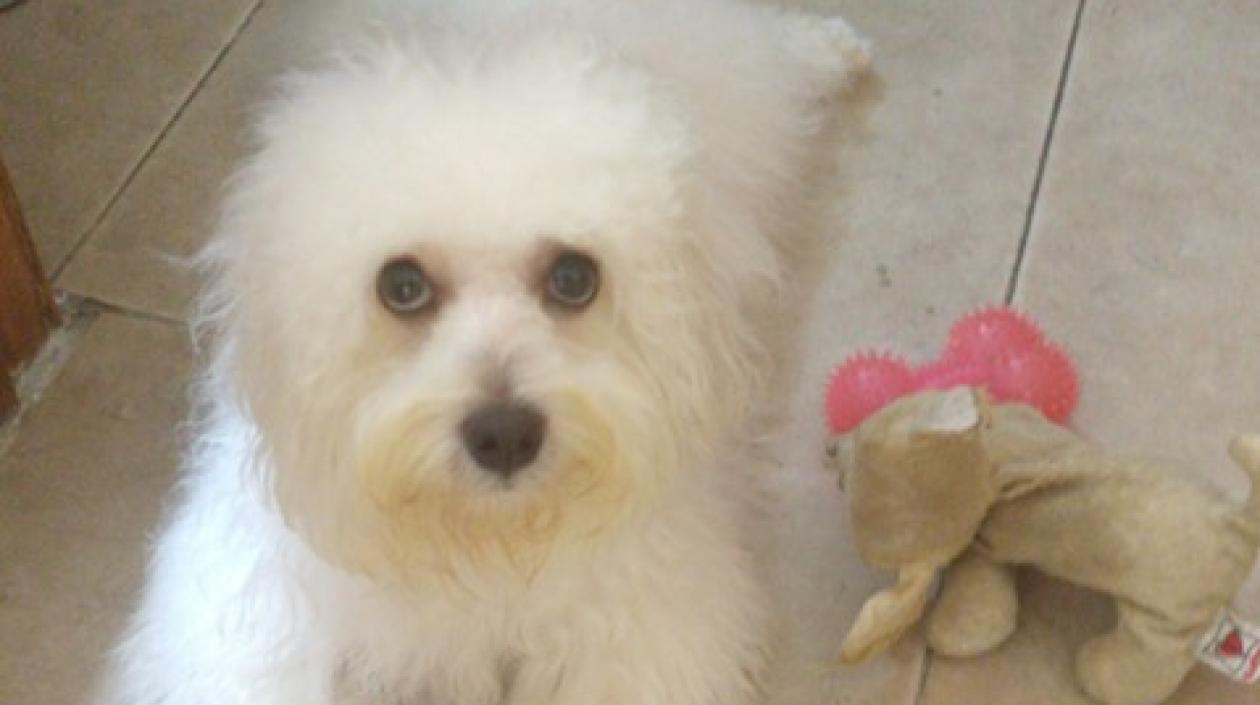 'Cookie', perrita extraviada.