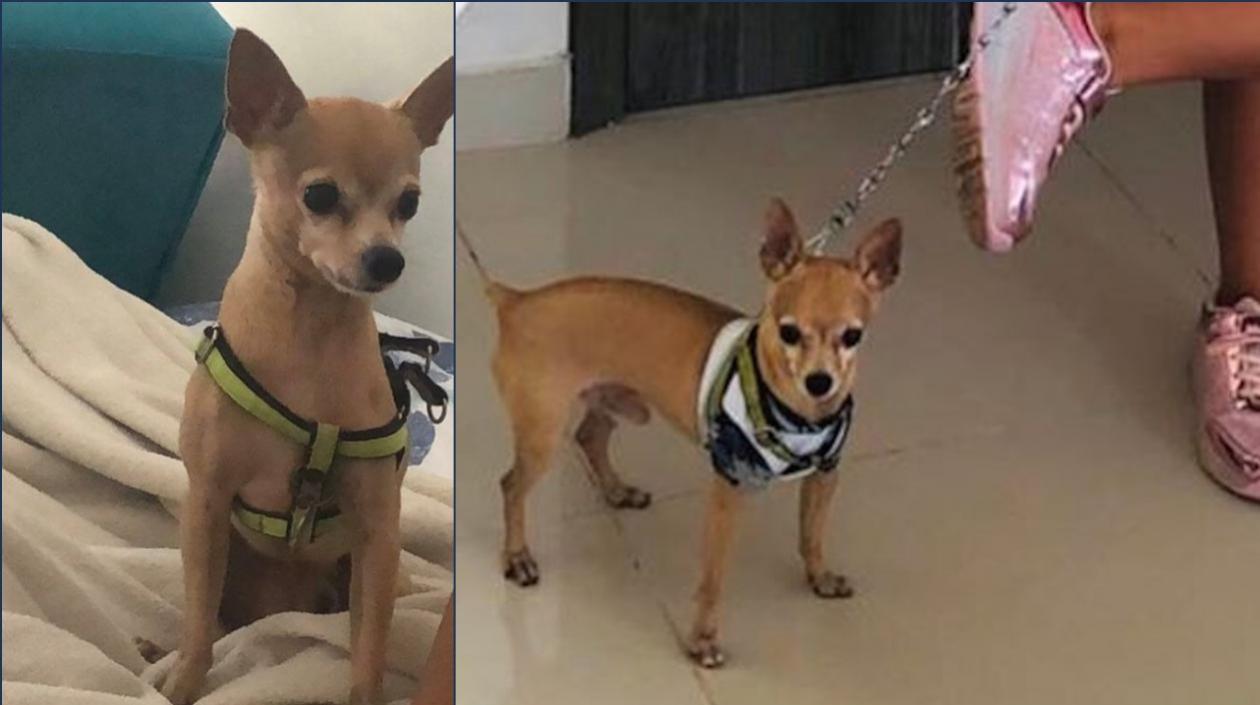 Hachi, la mascota de una niña de 9 años, que se perdió en el barrio San Felipe.